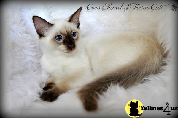 tresorcats Picture 3
